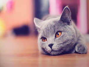 Precioso gato gris