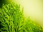 Planta verde clorofila