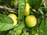 Manzanas verdes en la rama