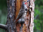 Pájaro carpintero en un tronco de árbol