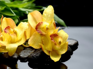 Orquídeas amarillas sobre unos guijarros