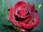 Rosa de color rojo con gotas de rocío