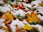 Nieve en las hojas de otoño