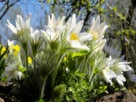 Flores de anémona blancas en primavera