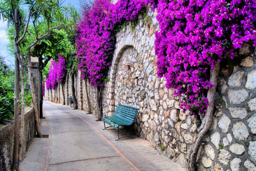Calle con esbeltas flores en las paredes