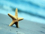 Estrella de mar en la playa