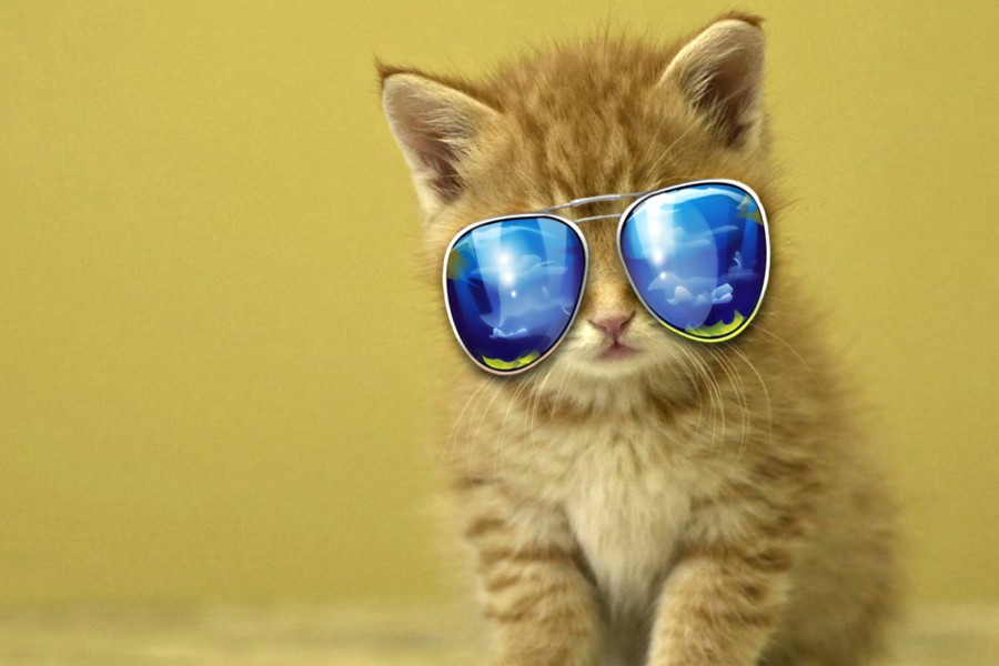 Gatito con gafas de sol