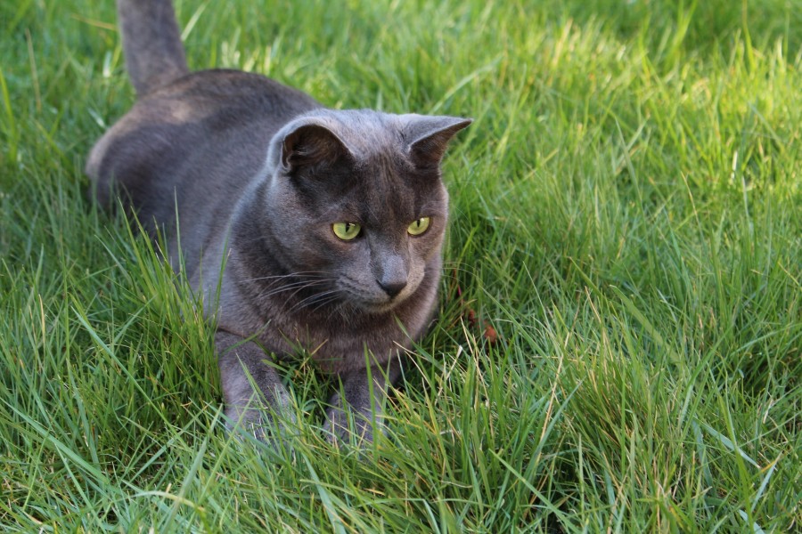 Gato gris con los ojos verdes sentado en la hierba