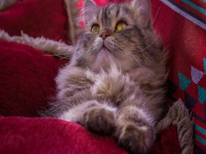 Gato gris entre almohadones