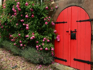 Rosas de color rosa en una puerta roja
