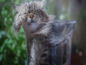 Gatito dentro de un recipiente de vidrio