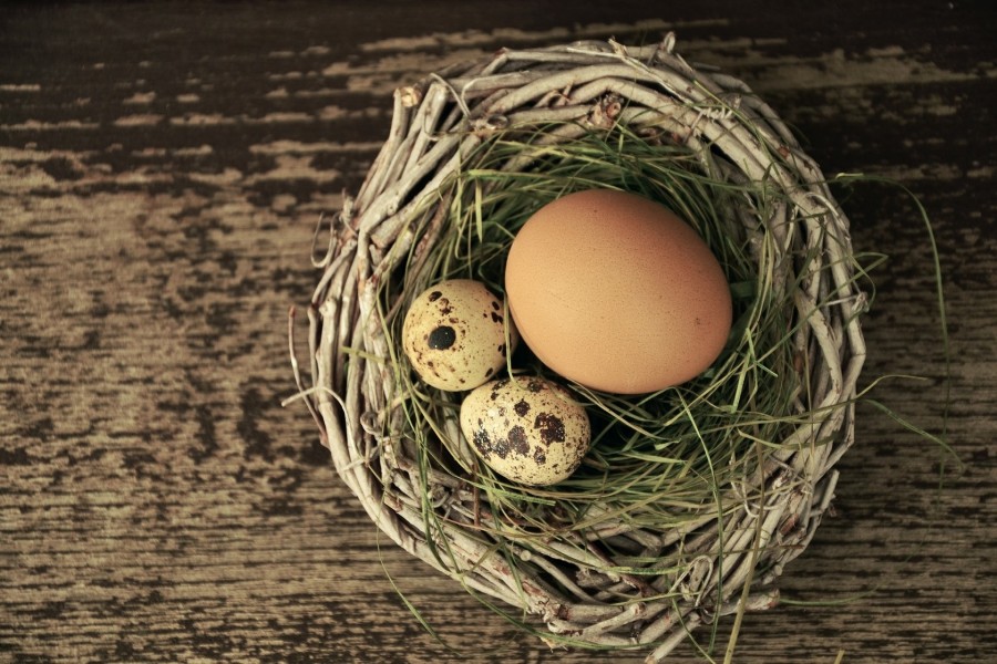 Huevos en un nido