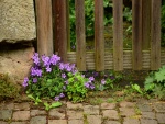 Delicadas campanillas púrpuras junto a una puerta de madera