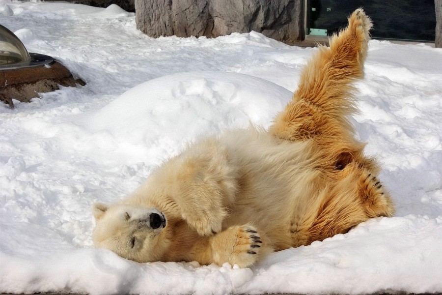 Oso polar tumbado en la nieve