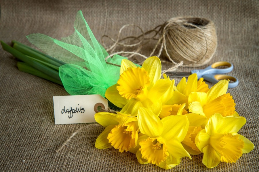 Preparando un ramo de narcisos de color amarillo