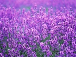 Flores violetas de lavanda