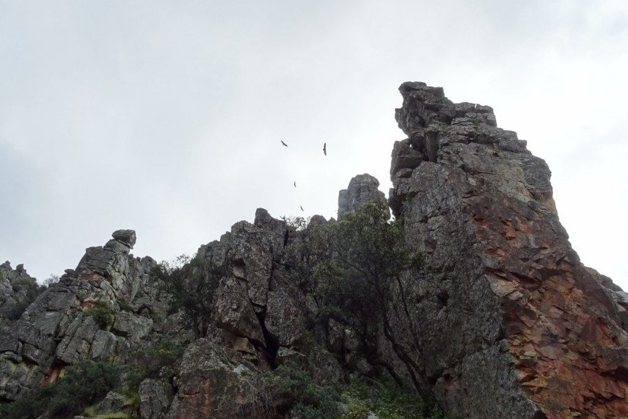 Buitres en el Parque Nacional de Monfrague (Cáceres, España)