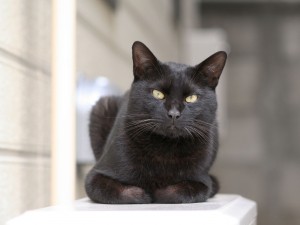 Gato negro de frente