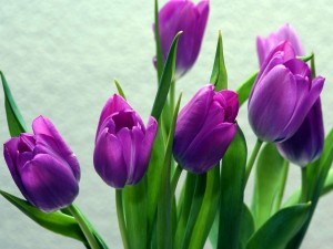 Tulipanes de color púrpura