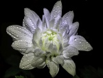 Magnífico crisantemo blanco con gotas de rocío