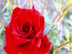 Hermosa rosa roja