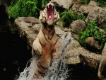 Tigre enojado saltando fuera del agua