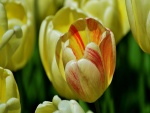 Radiante tulipán amarillo