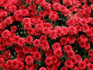 Postal: Crisantemos rojos