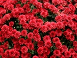 Crisantemos rojos