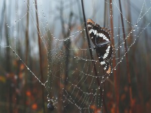 Mariposa sobre una tela de araña