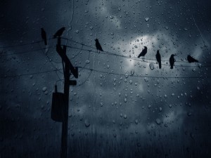 Cuervos bajo la lluvia