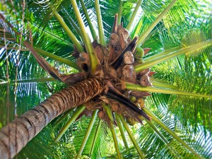 Cocos en la palmera