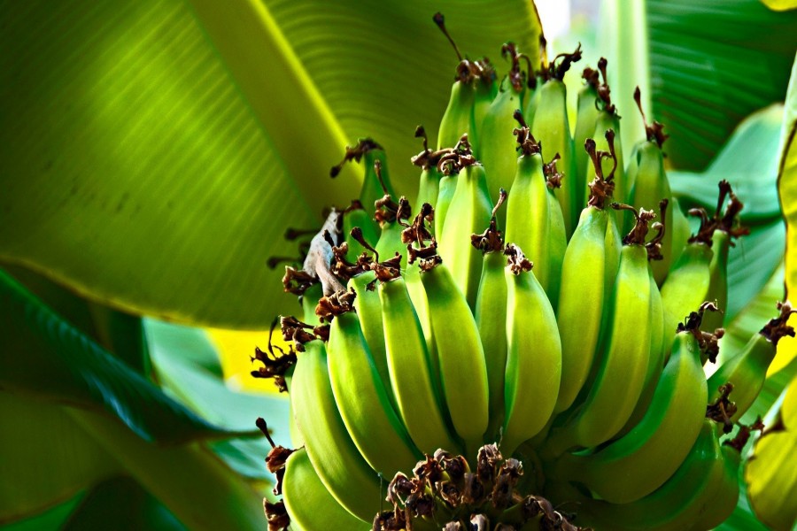 Plátanos madurando