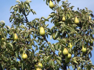 Espléndidas peras en el árbol