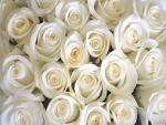 Espléndido ramo de rosas de color blanco