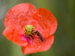 Insecto posado sobre una flor
