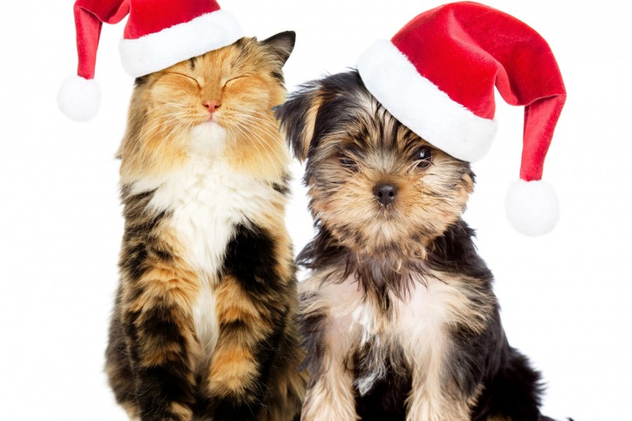 Gato y perro muy navideños