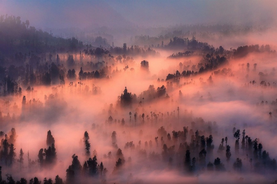 Densa niebla en un bosque iluminado por el sol del atardecer