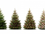 Vistosos árboles adornados para la Navidad