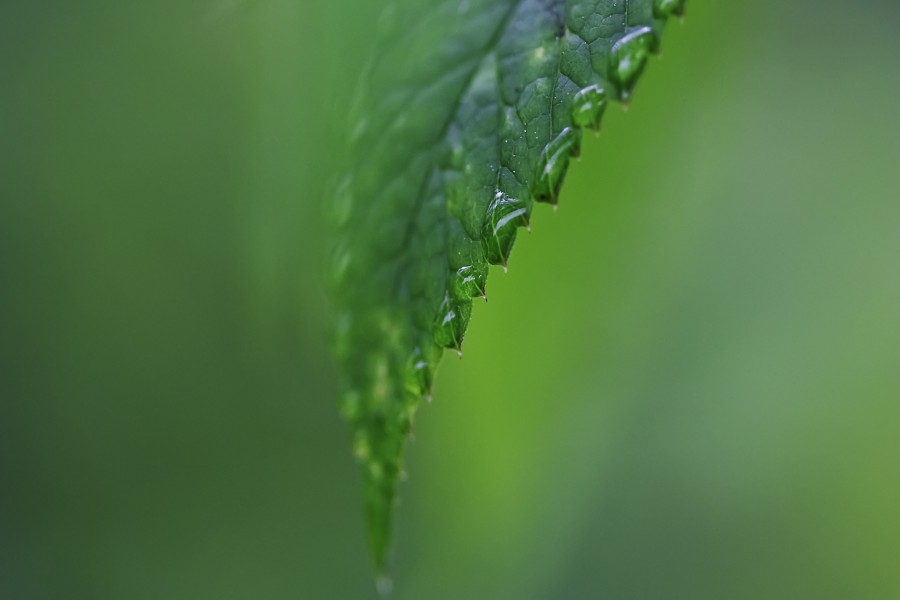 Hoja verde con gotas de rocío