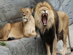 León y leona en el zoológico