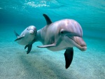 Delfines en el fondo del mar