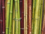 Tallos de bambú de diferentes colores