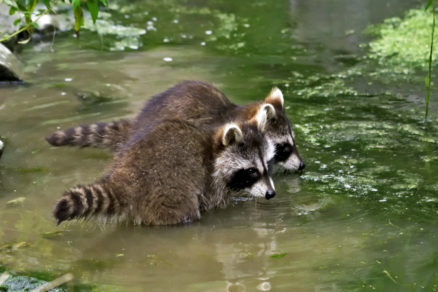 Cachorros de mapaches en el agua del estanque