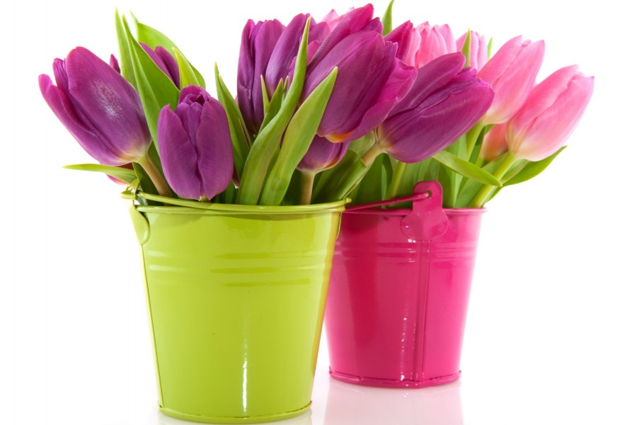 Tulipanes en baldes