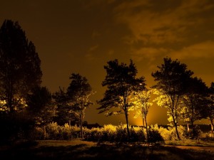 Árboles iluminados en la noche