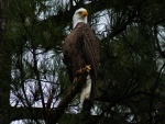 Águila calva sobre un tronco
