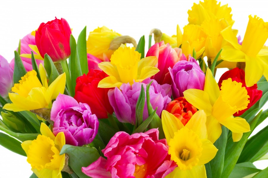 Vistosos y coloridos narcisos y tulipanes