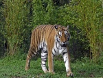 Tigre junto a los arbustos