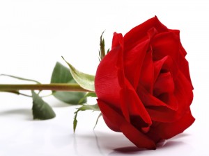 Una bella rosa de color rojo